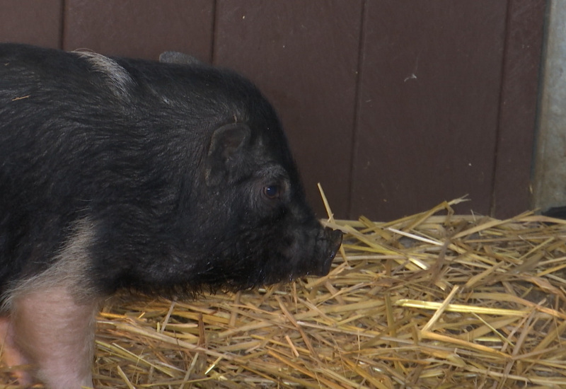 Une chasse aux cochons à Erquelinnes !