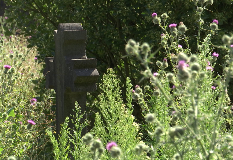 Cimetière de Dampremy: des tombes envahies par les herbes