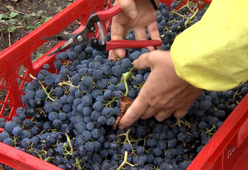 Thuin : les vendanges du Clos des Zouaves en petit comité