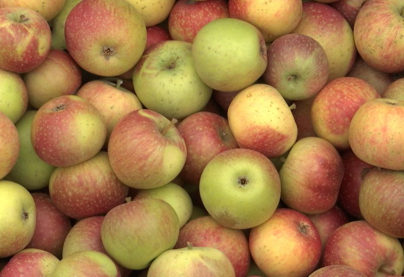 Virelles : une foire aux pommes différente mais tout aussi savoureuse