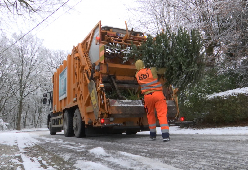 Les sapins de Noël ont été ramassés pour devenir du compost