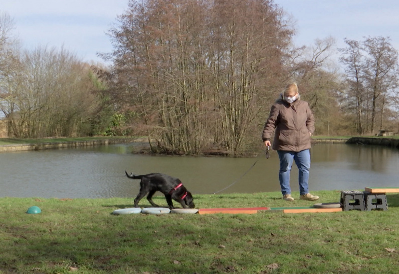 Un centre pluridisciplinaire pour chats et chiens ouvre ses portes aux Bons Villers