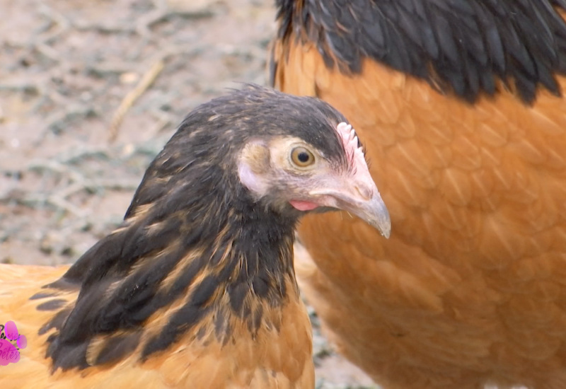 Virelles: des poules à adopter pour les sauver de l'abattoir