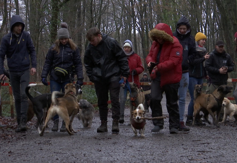 Balade canine : Des maîtres et des chiens heureux