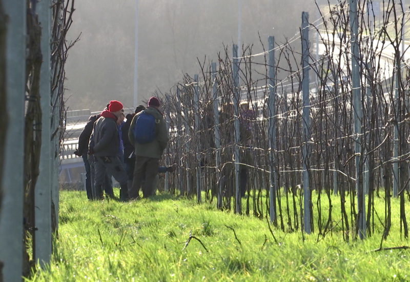 Une formation pour tailler la vigne au Domaine du Blanc Caillou