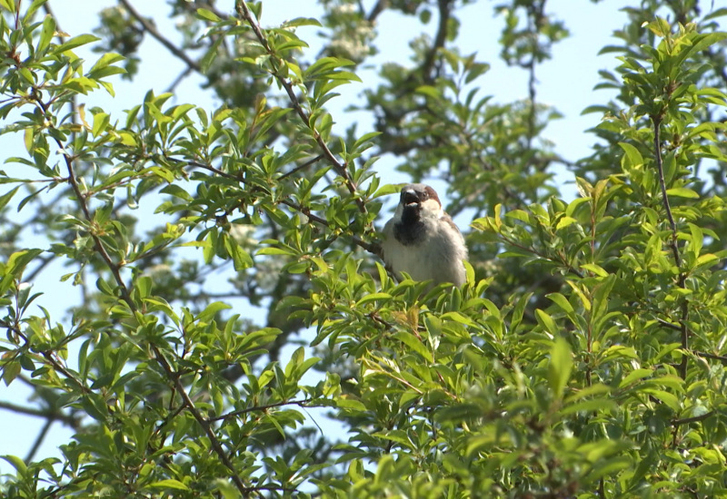 Virelles: Balade découverte des oiseaux de la réserve naturelle des Prés