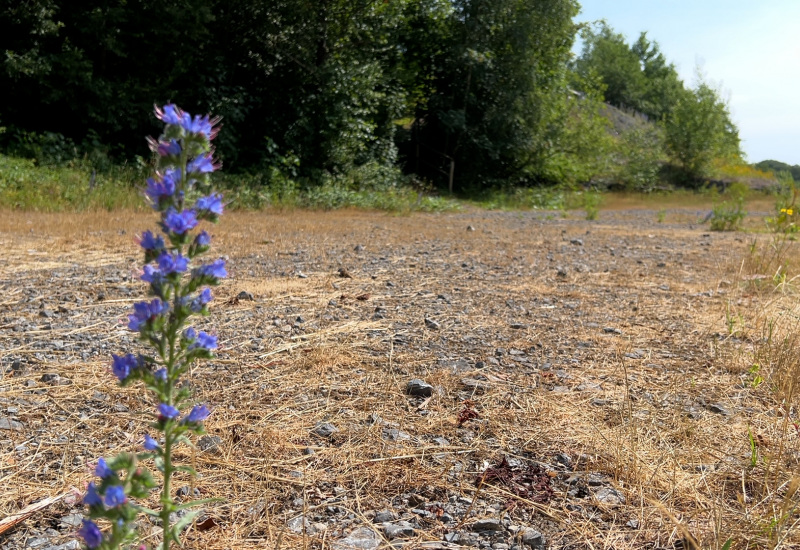 Momignies : Le Parc National de l'Entre-Sambre-et-Meuse prend de la hauteur 