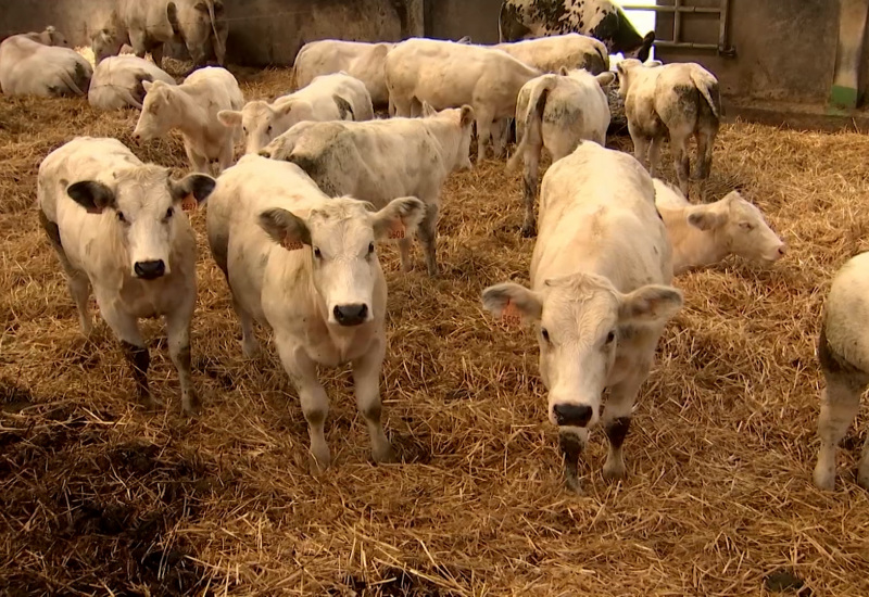 Beaumont : un nouvel abattoir en vue pour 2025