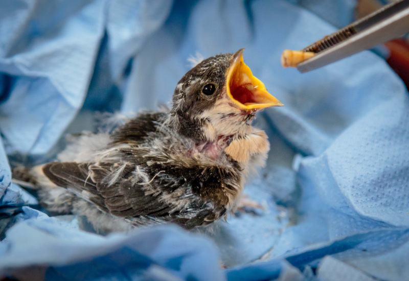 Virelles: le Centre de revalidation animale ouvert 4 jours pour ses 15 ans