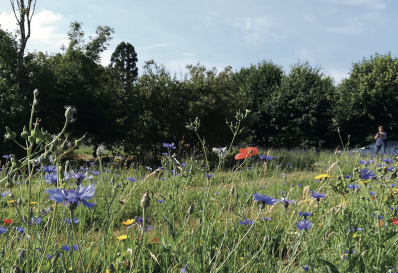 Concours « Wallonie en fleurs » : des communes de notre région primées