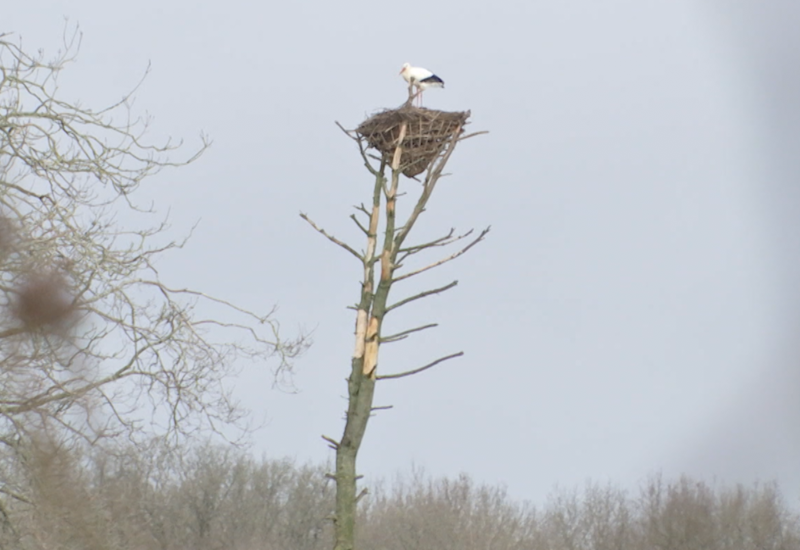 Une cigogne est revenue s’installer à l’Aquascope de Virelles