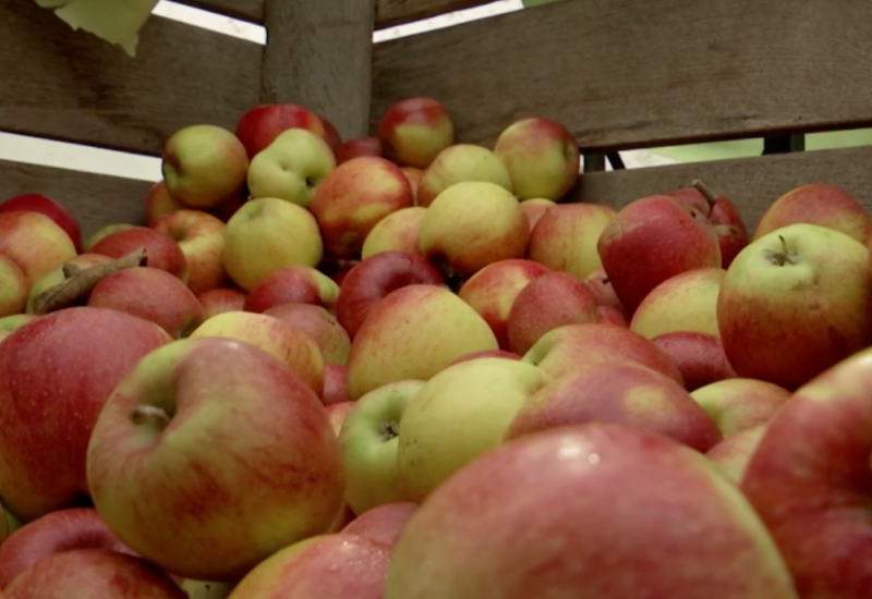 Année record pour la foire aux pommes mais catastrophique pour les producteurs!