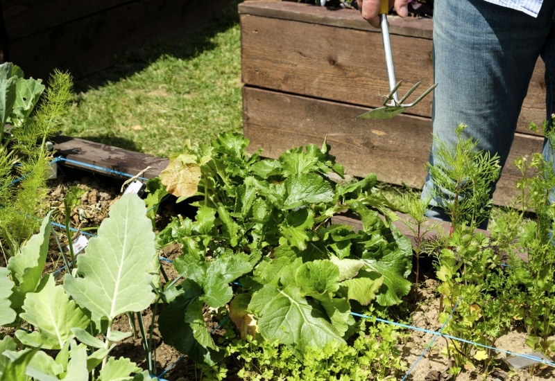 Gozée: création d’un jardin partagé 