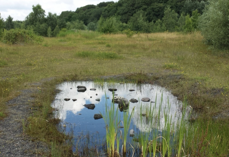 Fontaine-l’Evêque: le terril du Pétria, bientôt une réserve naturelle ? 