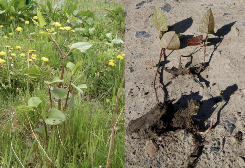 Comment se débarrasser des boutures de renouées asiatiques