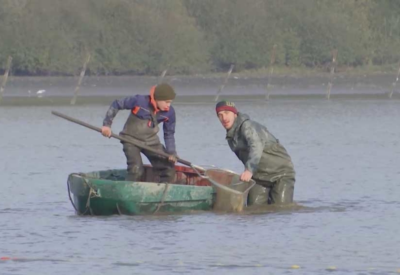 L'étang de Virelles s'est vidé de ses poissons 