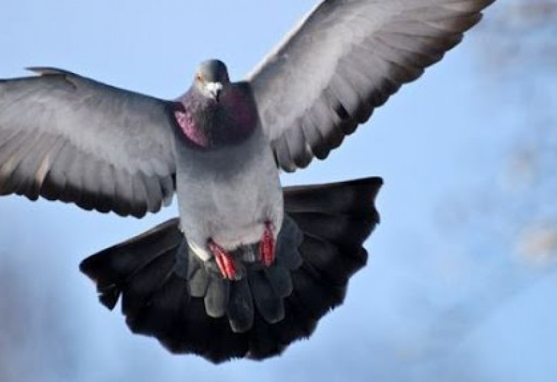 Les colombophiles ne veulent plus être les pigeons du confinementt