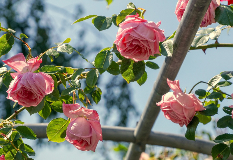 Thuin : recherche de matériel pour créer des jardins surélevés