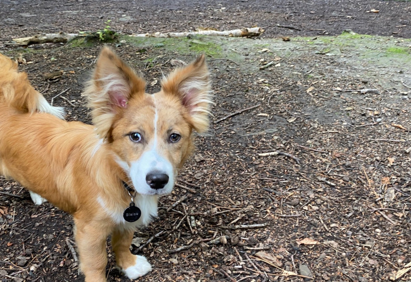 Courcelles: une balade canine pour profiter des couleurs de l'automne