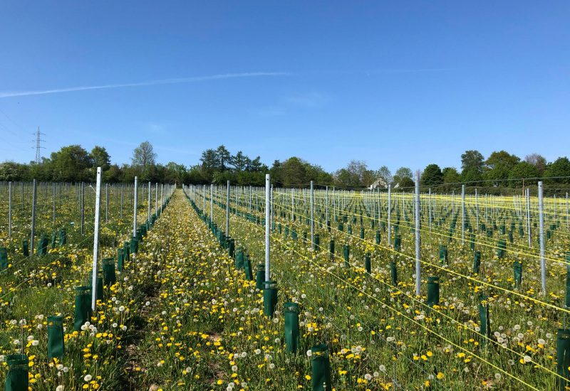 Domaine de la Portelette: 10.000 nouveaux pieds de vignes ont été liés