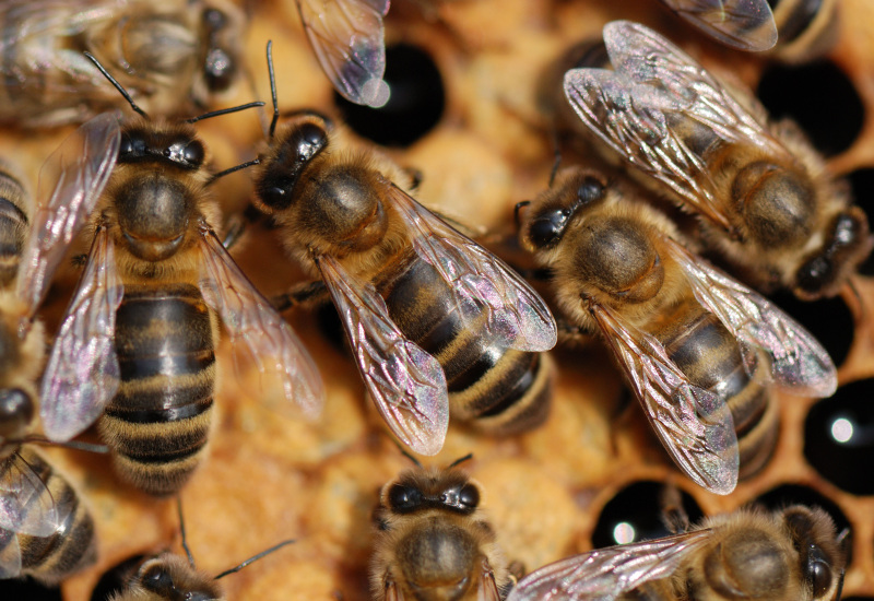 Découvrez le monde fascinant des abeilles noires