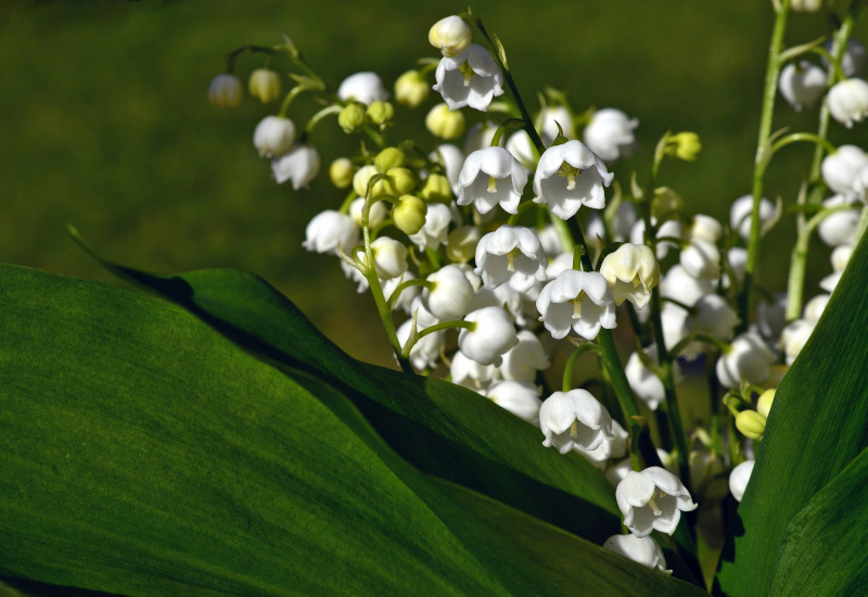 Plusieurs communes interdisent la vente de muguet dans les rues le 1er mai