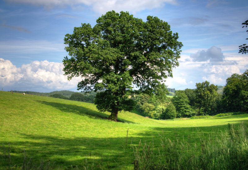 La Wallonie compte 25.000 arbres et haies remarquables