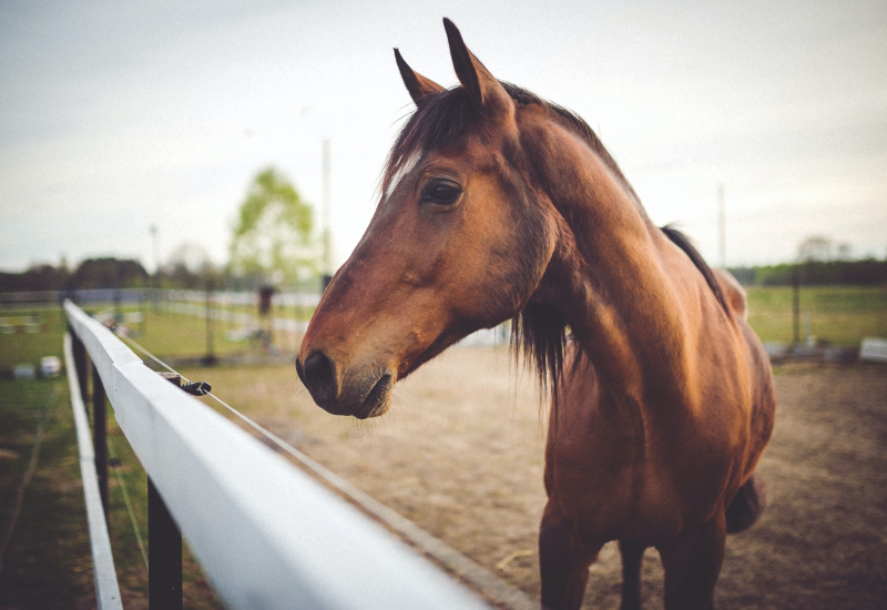 Solre-sur-Sambre : le refuge Natur'Horses ouvre ses portes au public les 6 et 7 mai