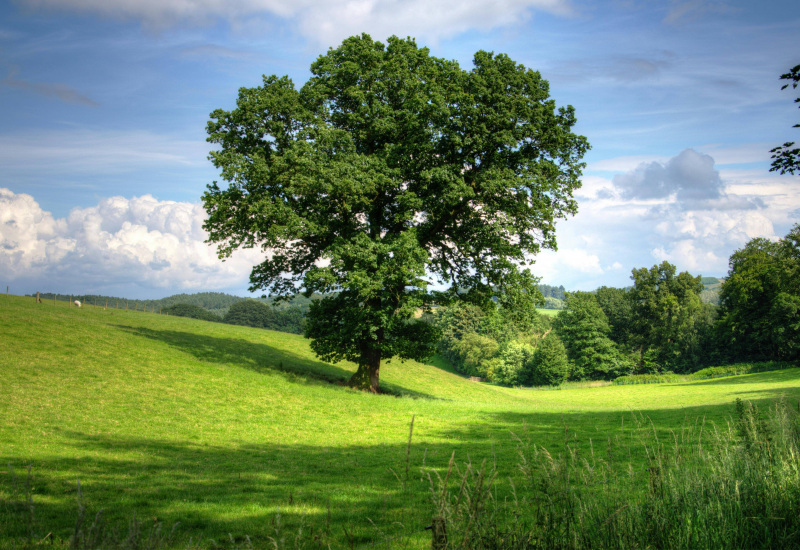 Courcelles : Vous pensez être propriétaire d’un arbre remarquable ? La commune vous aide à le faire classer