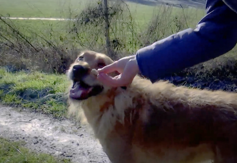 Pense-Bêtes: Biscuits pour chiens