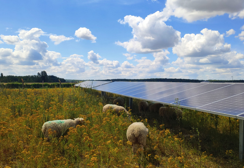 Heppignies : Le collège communal a remis un avis favorable au parc agrivoltaïque