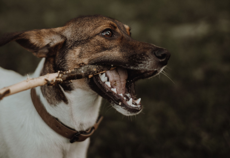 Courcelles: un parc canin va bientôt être aménagé 