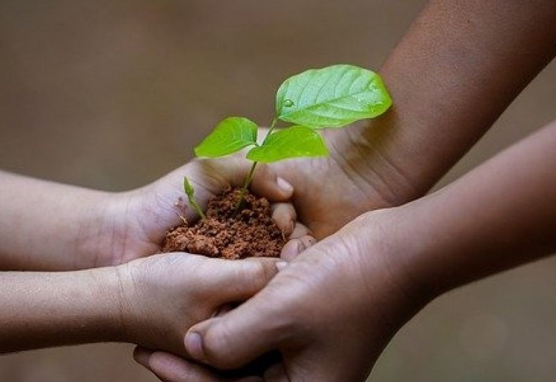 Opération "Yes, We plant": cet outil pour faciliter la plantation d'arbres et haies 