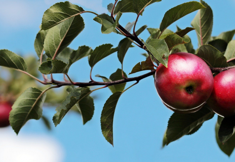 Semaine de l'arbre : Carte interactive des communes participantes