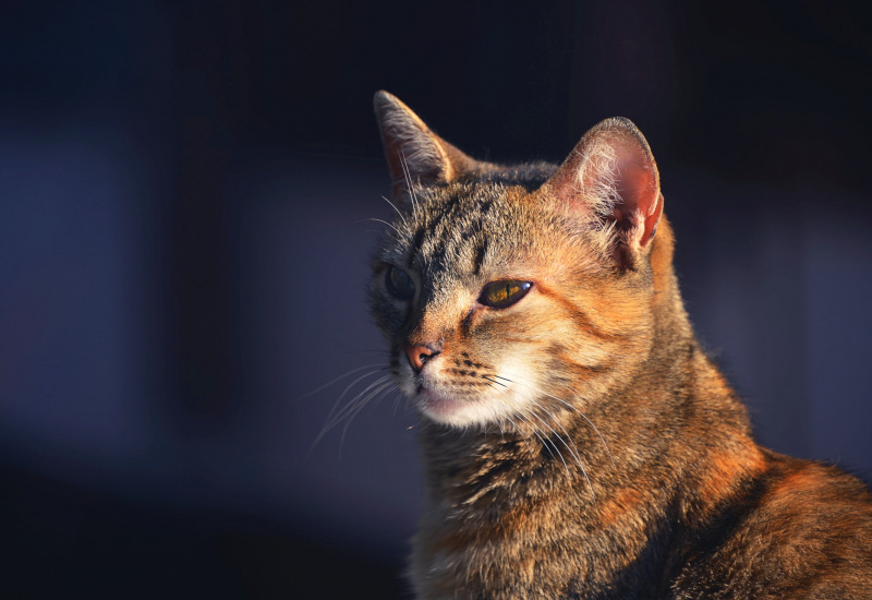 Chapelle-lez-Herlaimont souhaite diminuer la présence des chats errants sur son territoire ! 