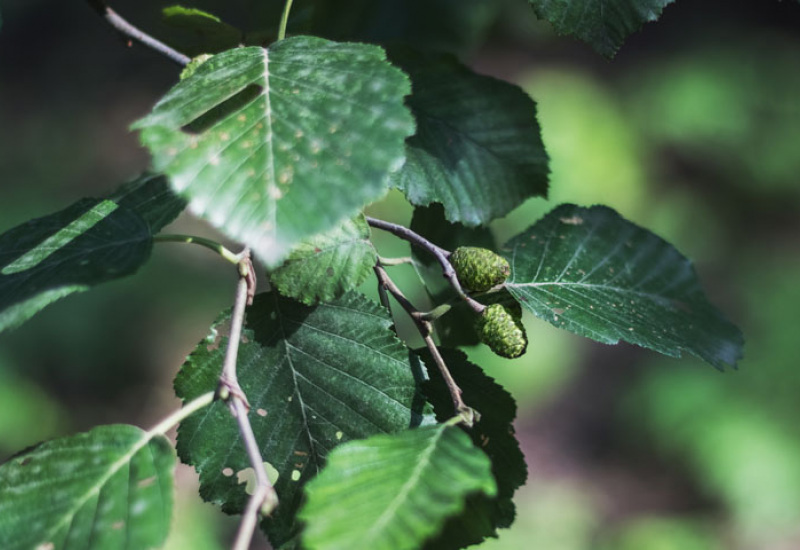 Découvrez le programme de la Matinée de l'Arbre et de la Biodiversité à Thuin ce samedi 25 novembre