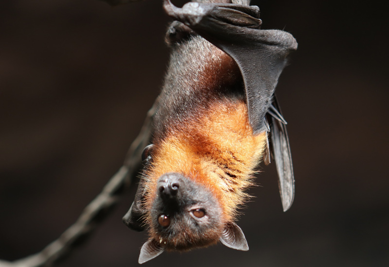 Le 26 août, Natagora vous emmène à la rencontre des chauves-souris