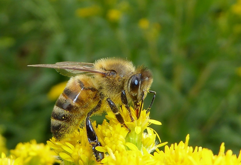 Courcelles: des hôtels à insectes dans les cimetières 