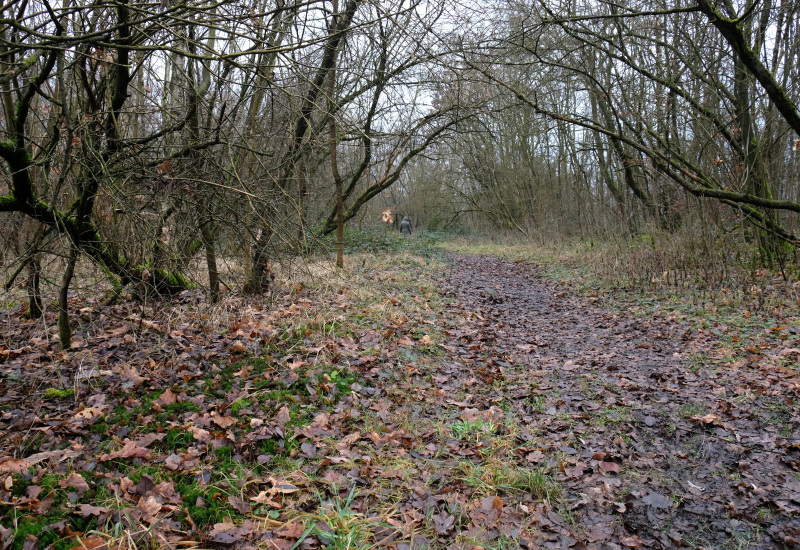 Dampremy: Plantation de 2.000 arbres sur le Terril saint Théodore Ouest