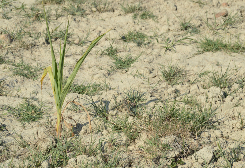 La sécheresse 2020 reconnue comme calamité agricole par la Wallonie