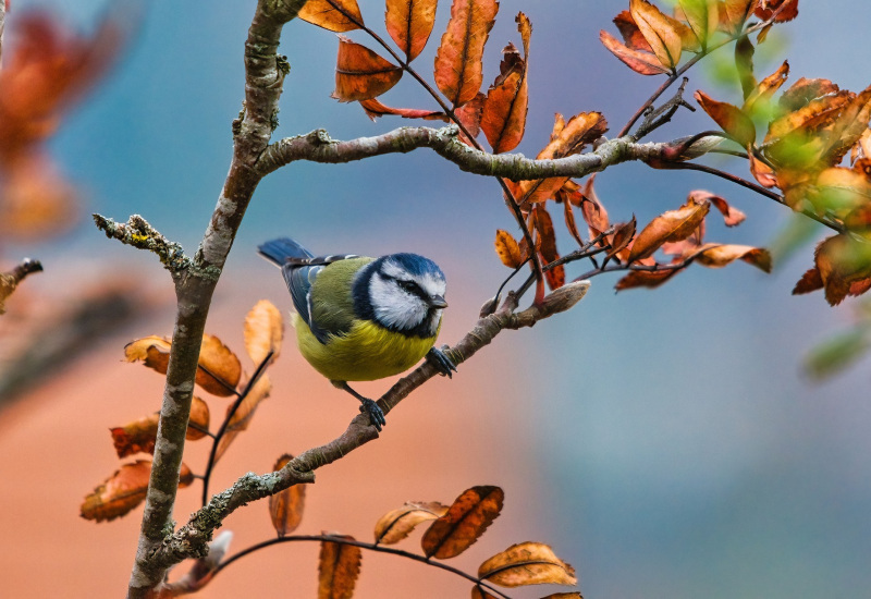 Les Bons Villers: Rencontre annuelle sur le thème de la biodiversité