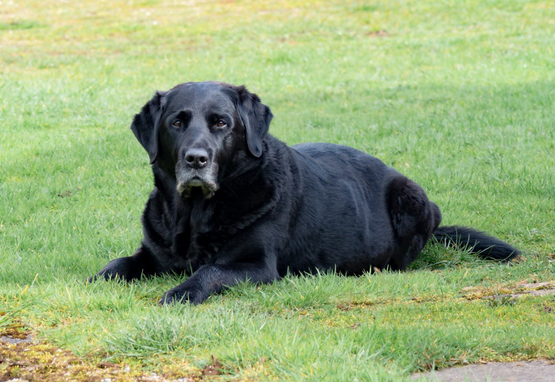 Jumet : un ciment osseux pour combattre le cancer des os chez les chiens