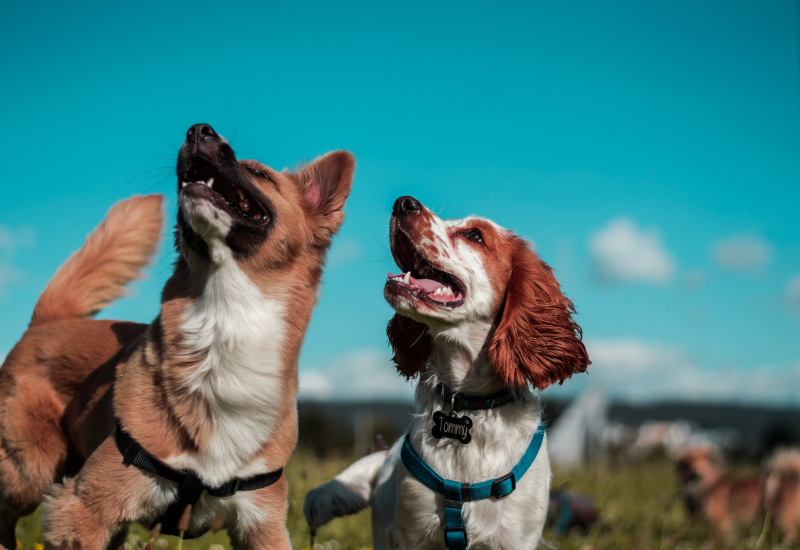 Charleroi organise une première journée pour les animaux ! 