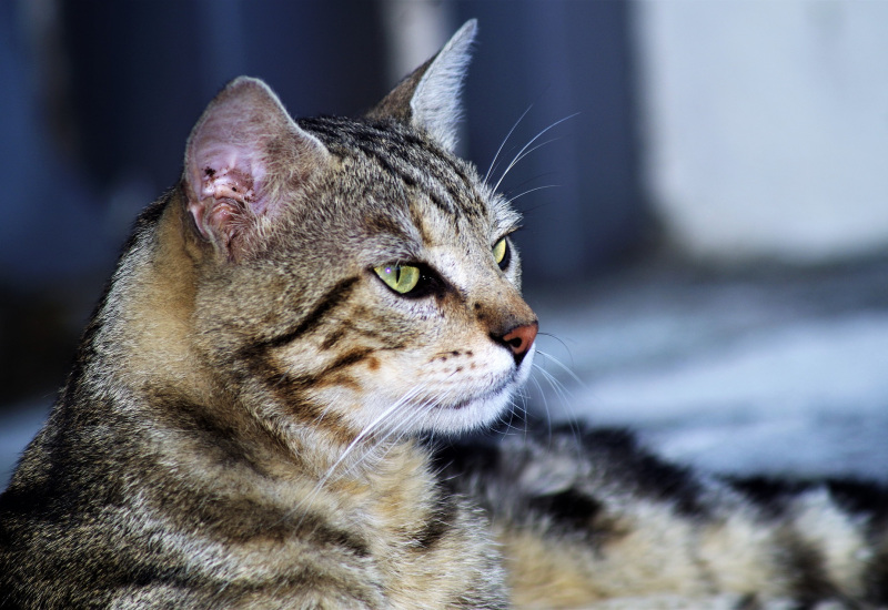 Charleroi: Un marché pour l’enregistrement des chats errants 