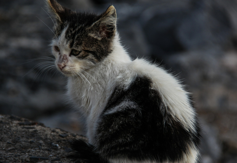 Fosses-la-Ville: stérilisation des chats errants 