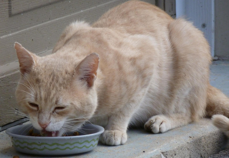 Thuillies: une récolte de dons pour nos compagnons à 4 pattes 