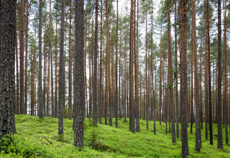 Lancement de "ChasseOnWeb" : un nouvel outil pour tous les usagers de la forêt