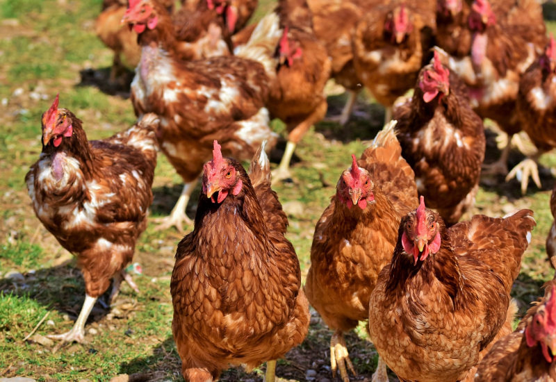 Vous souhaitez recueillir des poules pondeuses ? 