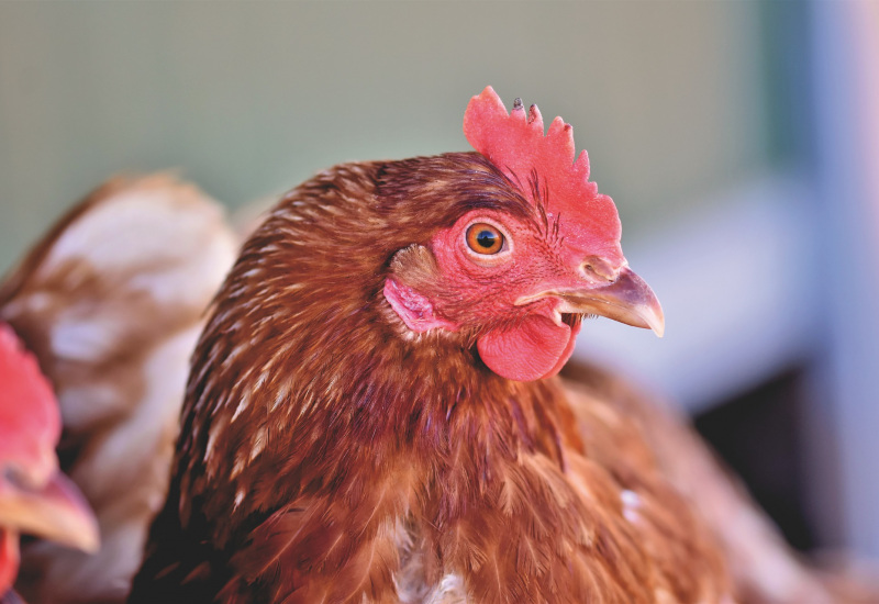 Froidchapelle: sauvetage de poules destinées à l’abattoir 