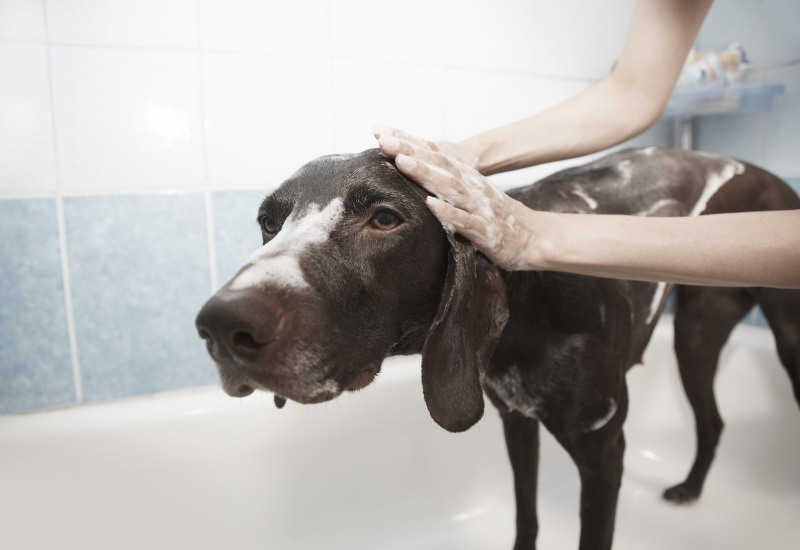 Fermeture des salons de toilettage: un échevin fleurusien est inquiet